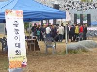 악양대봉감축제